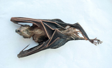 Dead bats,Malaysian flying fox, Large fruit bat, Large flying fox