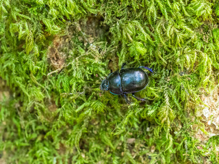 Dor beetle (Geotrupes stercorarius)