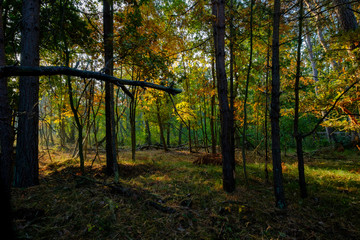 Sonnenaufgang am Darßer Ort an der Ostsee in der Kernzone des Nationalpark Vorpommersche Boddenlandschaft am Darßer Weststrand, Mecklenburg Vorpommern, Deutschland