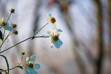 romantic whtie flower decoration in the garden in the nature