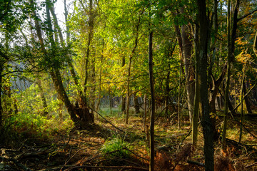 Obraz premium Sonnenaufgang am Darßer Ort an der Ostsee in der Kernzone des Nationalpark Vorpommersche Boddenlandschaft am Darßer Weststrand, Mecklenburg Vorpommern, Deutschland