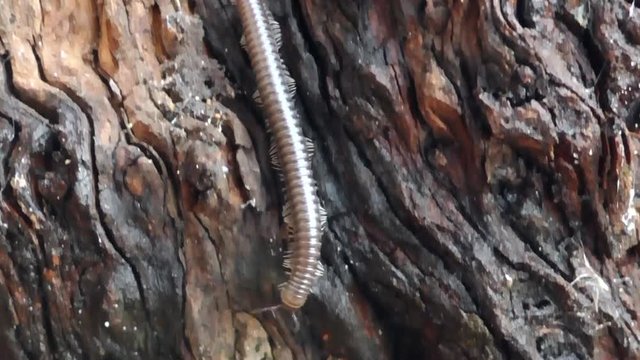  Tausendf&uuml;sser, Myriapoda