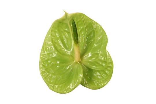 Green anthurium flower on a white background.