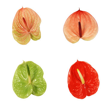 Set of anthurim flowers on white background.