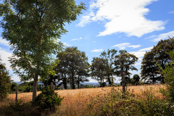 English countryside meadow