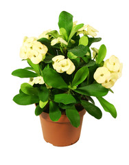 Blossoming plant in flowerpot on white background.