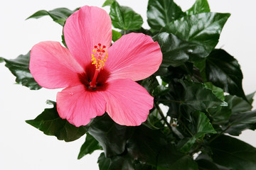 Pink Hibiscus flower on white background.