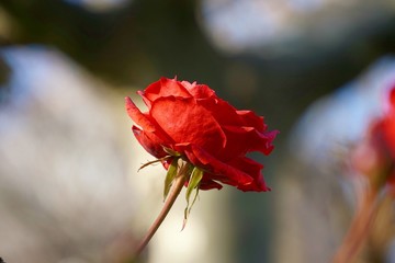 romantic red rose flower in the garden in the nature
