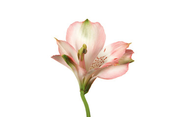 Pink alstroemeria flower on white background.
