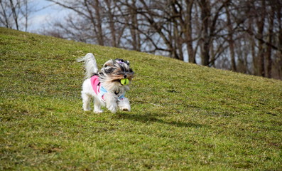 Inseparative shaggy handsome Yorkshire terriers