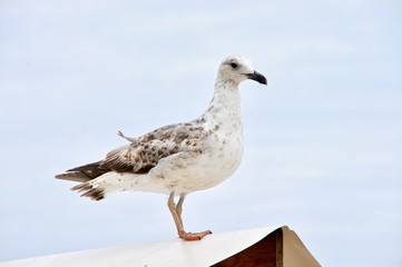 Rabac - M&ouml;we auf Dachfirst