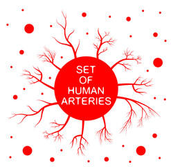 set of human arteries. red circles and red