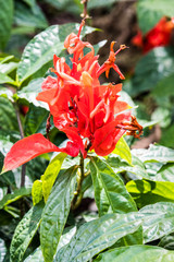 Red flower on tropical bush