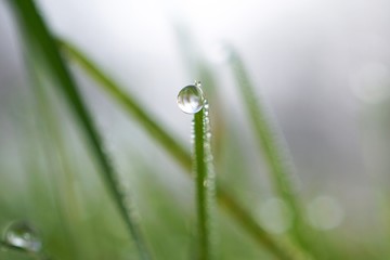 raindrops on the green grass plant in the garden in the nature