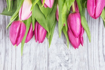 Fresh pink magenta tulips flowers on a gray background. Top view