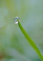 raindrops on the green grass plant in the garden in the nature