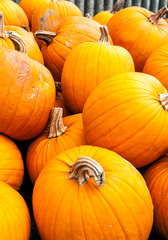 Pumpkins next to each other forming a background