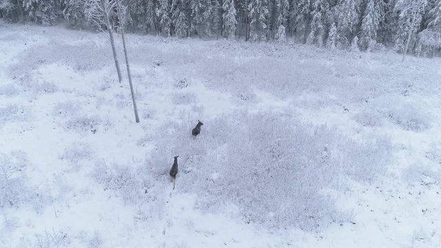 Moose walk in winter forest aerial view