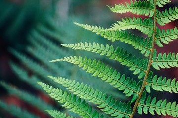 abstract green fern plant leaves texture in the nature