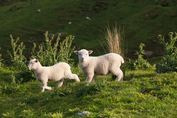 Obraz premium Sheeps grazing lush green pastures of New Zealand - Image