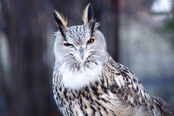 The eagle owl is in the Russian animal park. - Image