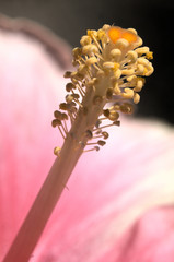 Hibiscus stamens in closeup