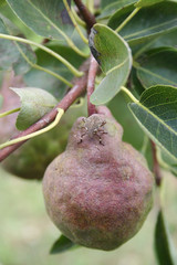 Brown Marmorated shield bug on ripe pear on tree in the orchard. Halyomorpha halys insect...