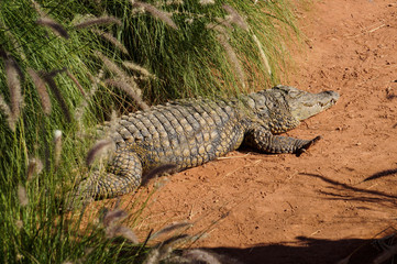 crocodile, Park, crocodile, animal, plants, sun, rest, excursion, walk