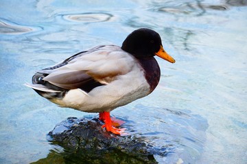 beautiful goose duck in the water in the lake 