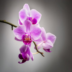 Flowers of pink orchids