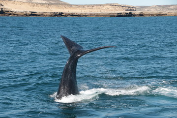 Naklejka premium Baleine franche australe