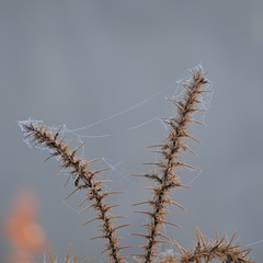 beautiful green plants in the garden in the nature