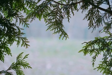 abstract green tree leaves in the nature