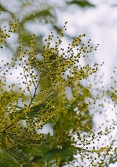 abstract green tree leaves in the nature