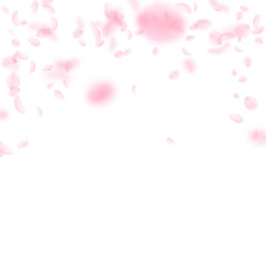 Sakura petals falling down. Romantic pink flowers 