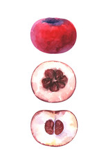 Hand painted watercolor illustration of slices and whole velvet apple isolated on white background