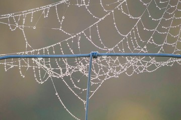 raindrops on the beautiful spider web in the nature