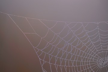 raindrops on the beautiful spider web in the nature