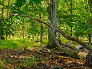 Obraz premium Landschaft im Nationalpark Vorpommersche Boddenlandschaft zwischen Müggenburg bei Zingst, Osterwald und Sundischer Wiese, Mecklenburg Vorpommern, Deutschland