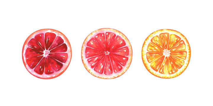 Hand painted watercolor illustration of slices of different oranges isolated on white background