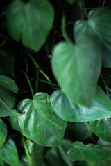 green leaves of plant