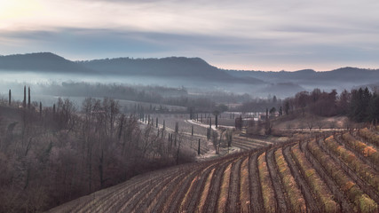 Cold misty morning in the vineyards of Italy