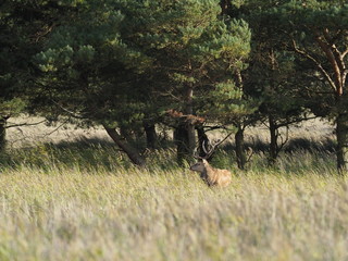 Rothirsche, Cervus elaphus, am Darßer Ort, Nationalpark Vorpommersche Boddenlandschaft, Mecklenburg Vorpommern, Deutschland