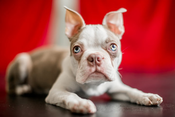 A Boston terrier ready to pounce on a black shiny floor with a red curtain background looking at the camera
