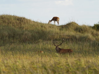 Rothirsche, Cervus elaphus, am Darßer Ort, Nationalpark Vorpommersche Boddenlandschaft, Mecklenburg Vorpommern, Deutschland