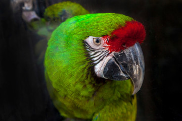Green parrot Great-Green Macaw, Ara ambigua. Wild rare bird in the nature habitat. Insulated black background.