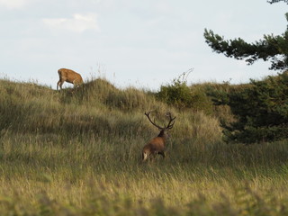 Rothirsche, Cervus elaphus, am Darßer Ort, Nationalpark Vorpommersche Boddenlandschaft, Mecklenburg Vorpommern, Deutschland