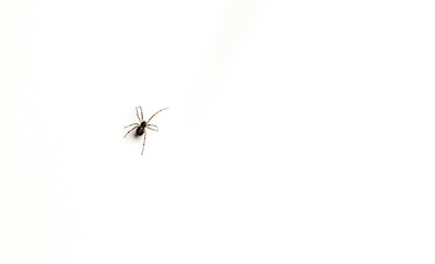 a small spider on a white background