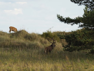 Rothirsche, Cervus elaphus, am Darßer Ort, Nationalpark Vorpommersche Boddenlandschaft, Mecklenburg Vorpommern, Deutschland
