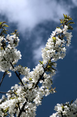 Cherry blossom against sky in the Swiss alpine village of Berschis